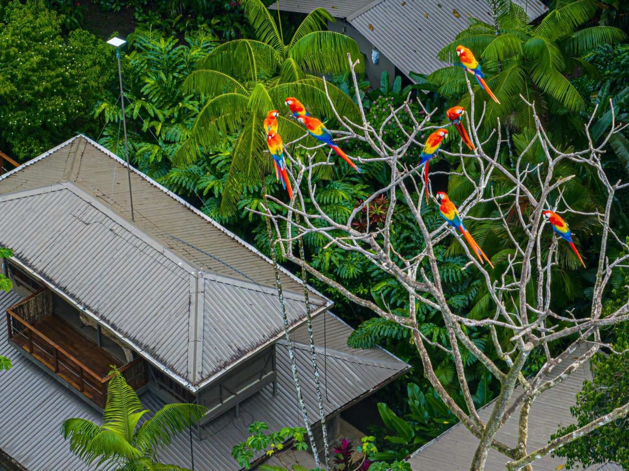 Private Beachfront Rainforest Estate, Osa, Puntarenas