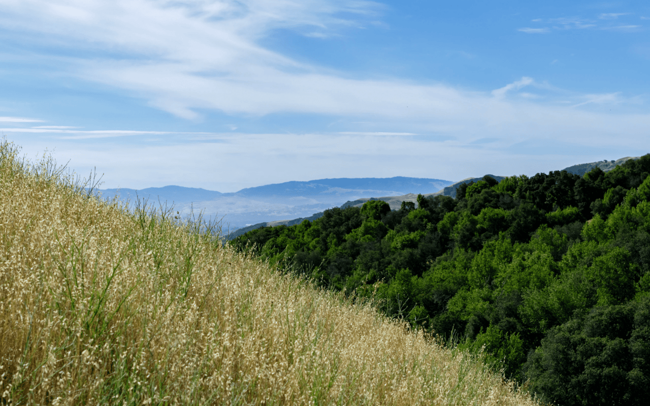 Everything You Need to Know About Moving to Danville CA