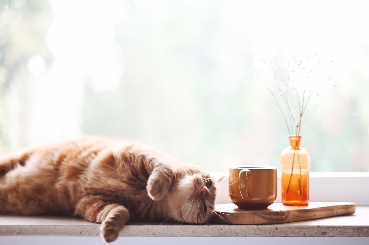 Top SF Realtor POV: Let the Cat Come Back