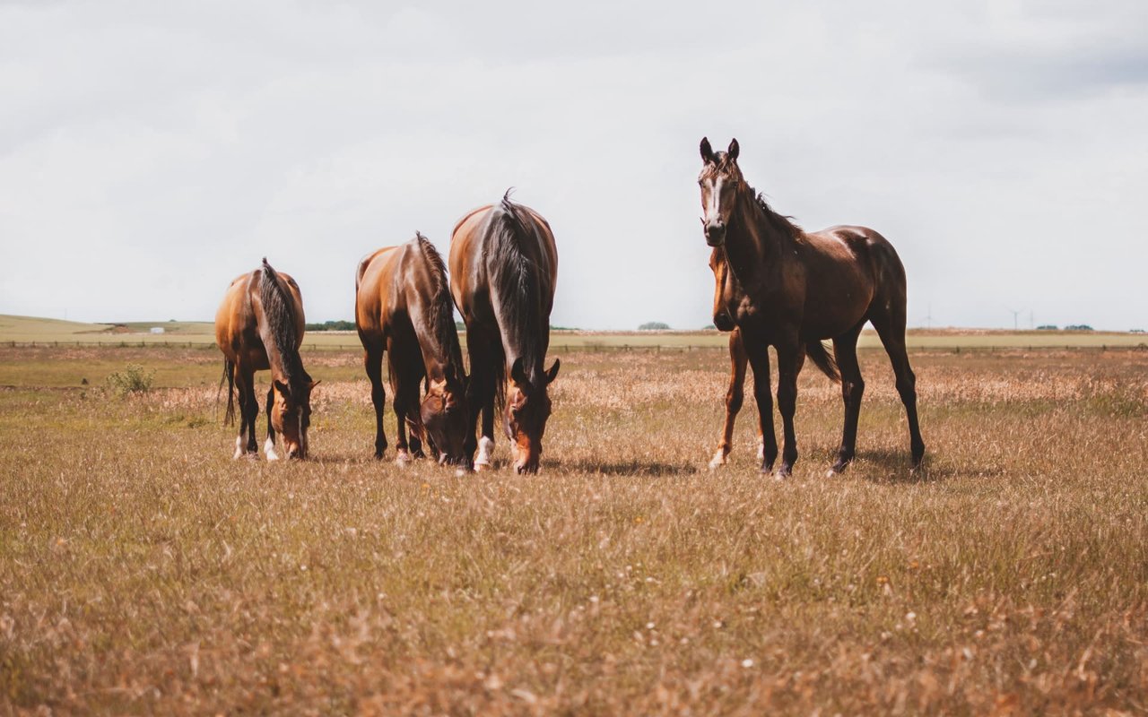 Bob Hess - Horse Trainer