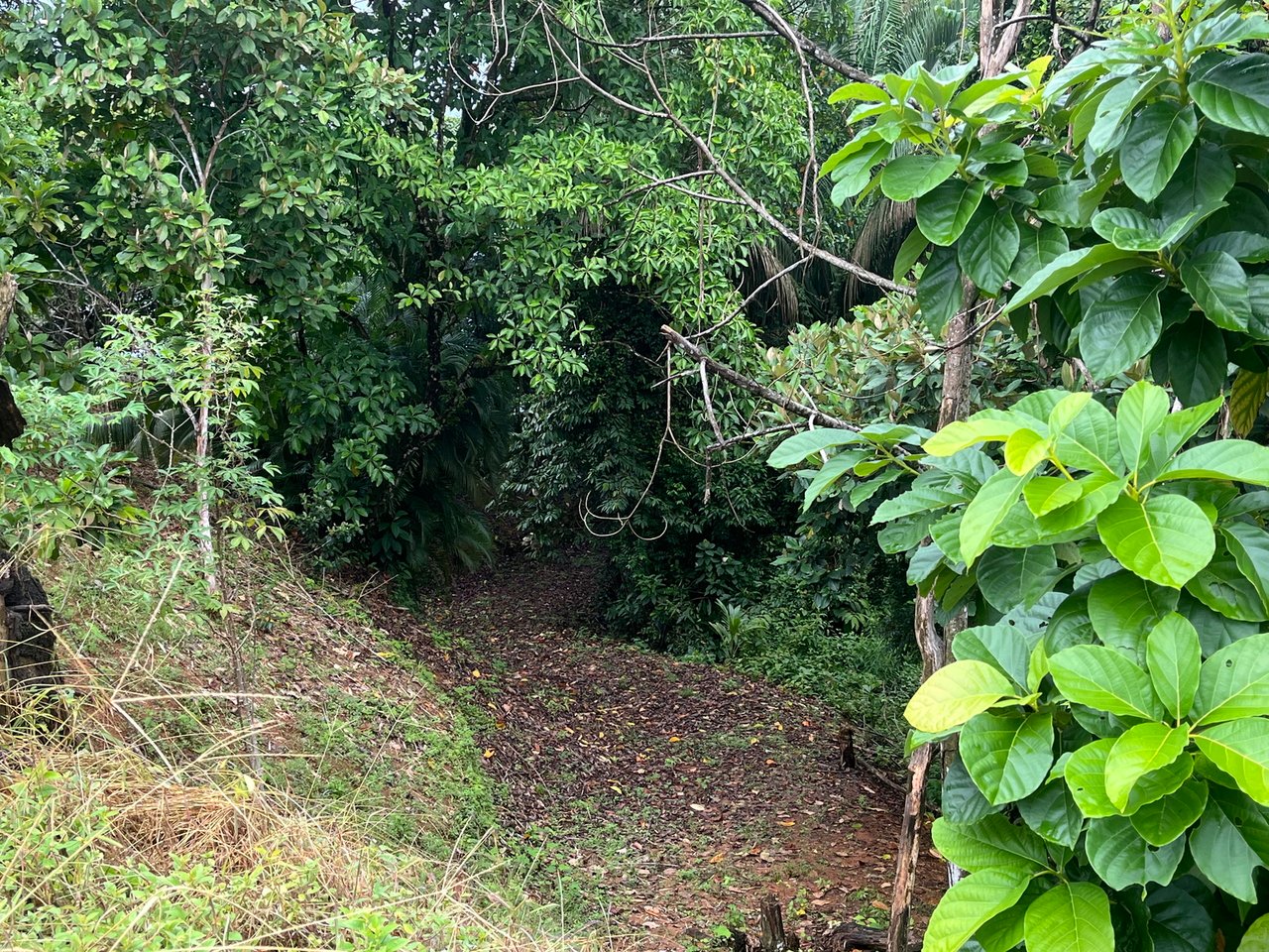 Private Ocean View Lot, Osa, Puntarenas