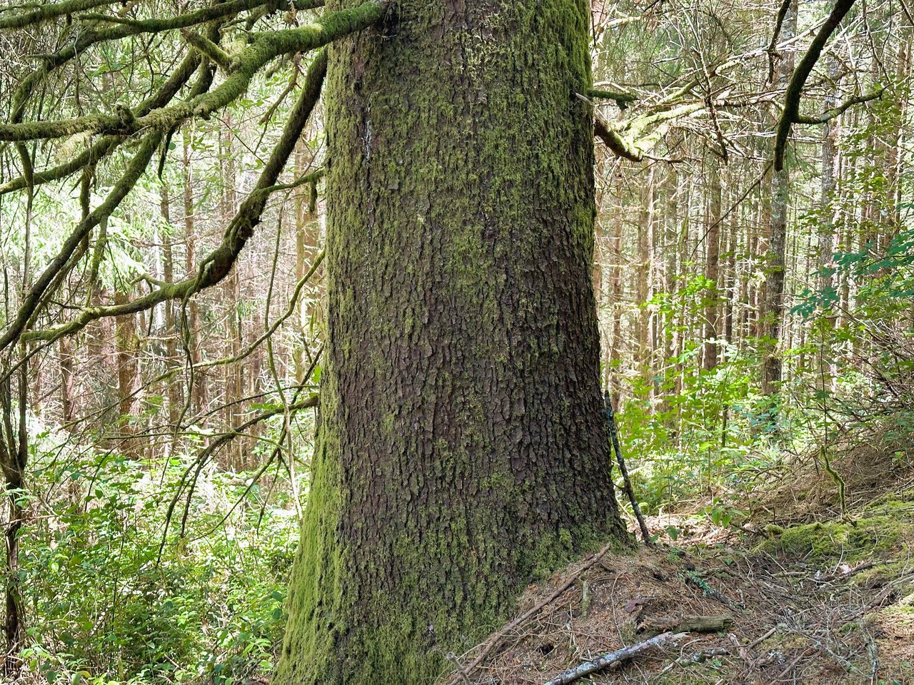 Yaquina Forest