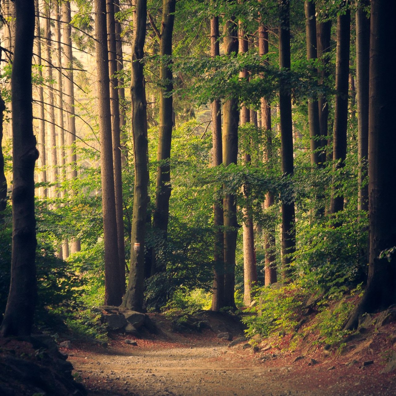 A dirt path winds through a dense forest of tall, slender trees with green foliage. 