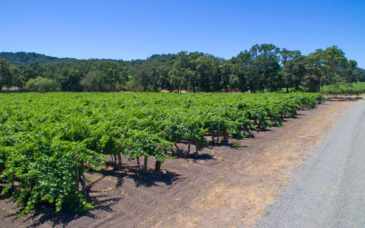 Stag's Leap, Napa Valley