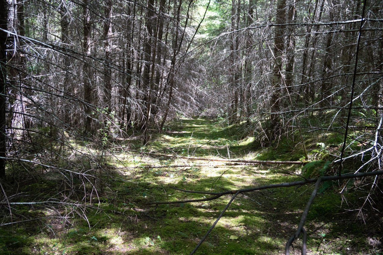 Hayes Hill Tree Farm 