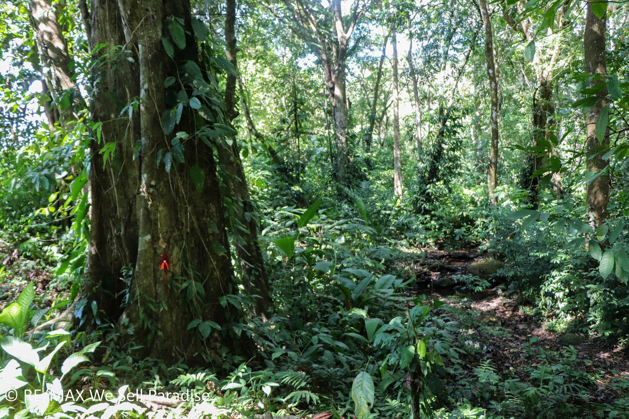 A large jungle-clad piece of land with mountain views, internal creek, and river frontage.