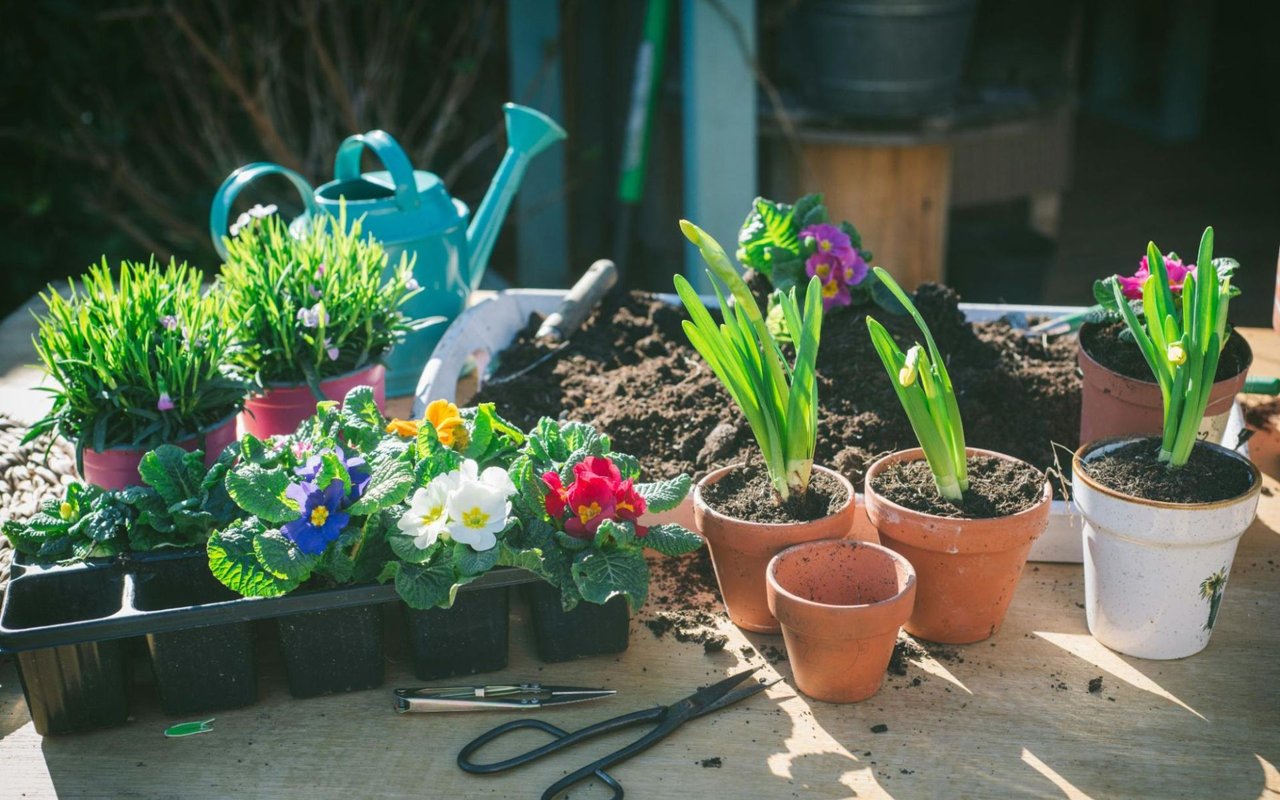 The Role of Landscaping in Boosting Your Home's Aesthetic Appeal