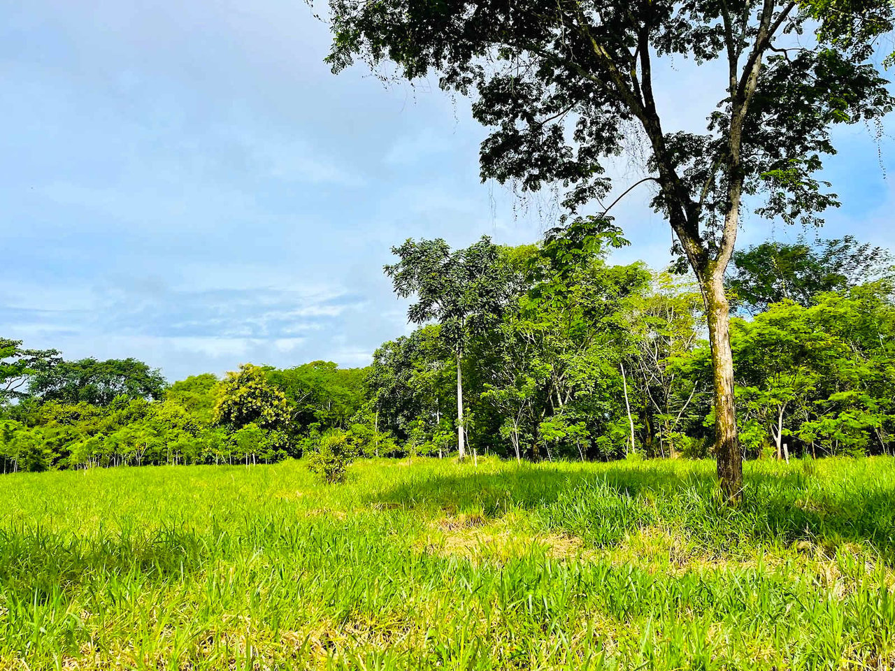 BEST DEVELOPMENT LAND DEAL IN UVITA – 10.67 Acres