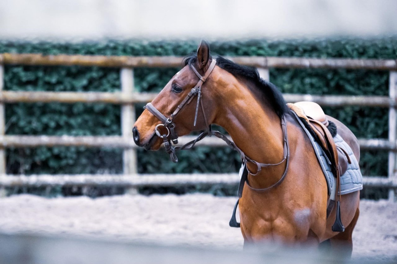 5 Things to Know Before Buying a Horse Farm in Aiken, SC