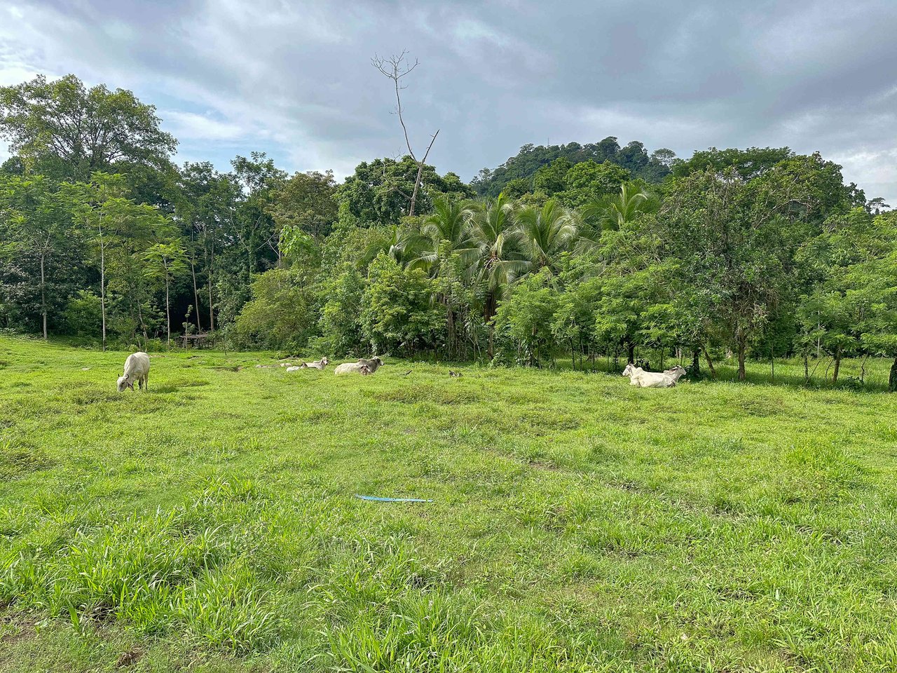 177 acre Ocean view property with multiple plantels, unspoiled mountain, jungle, river and waterfall areas