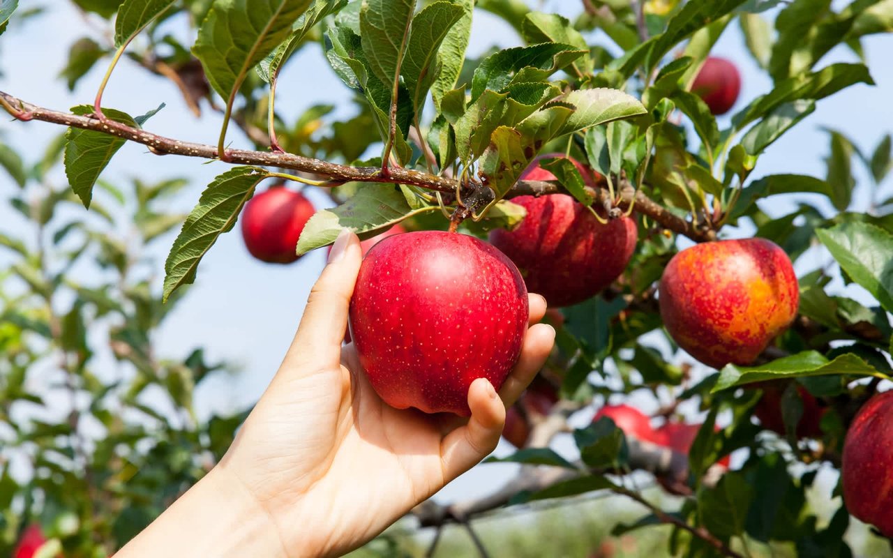 Indiana Apple Orchards to Pick Your Own Apples