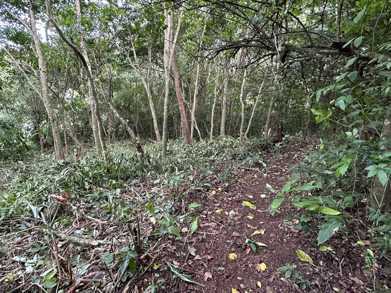 Panoramic View Buildable Land, Escazu, San Jose