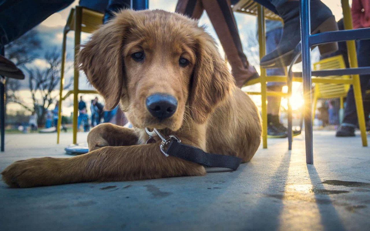 Pet-Friendly Restaurants Near Morro Bay