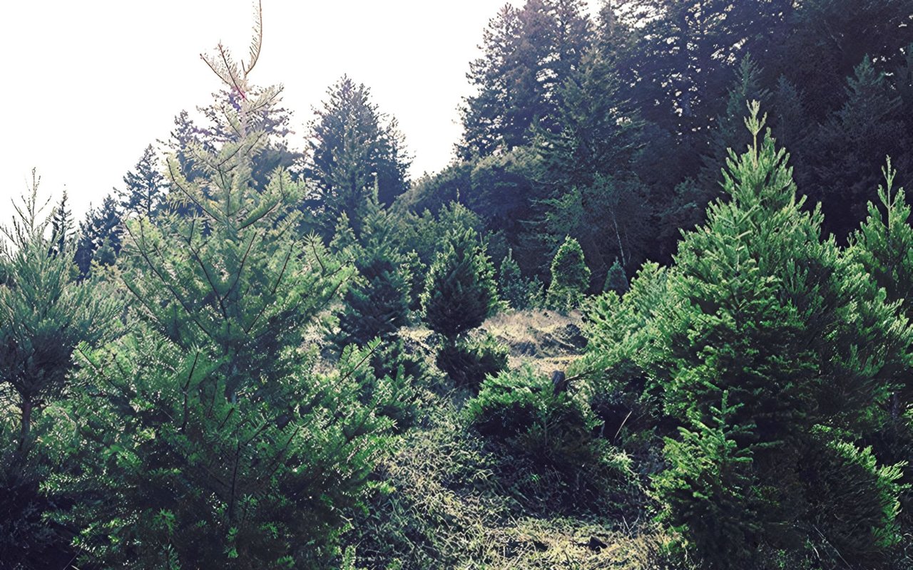 Christmas Tree Farms In and Around Austin