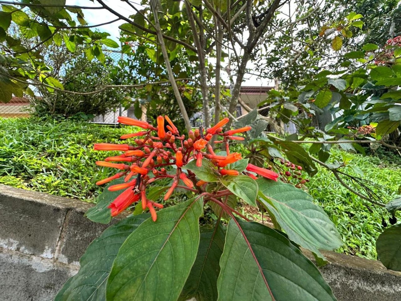 Waterfall Eco Hotel Estate, Perez Zeledon, San Jose