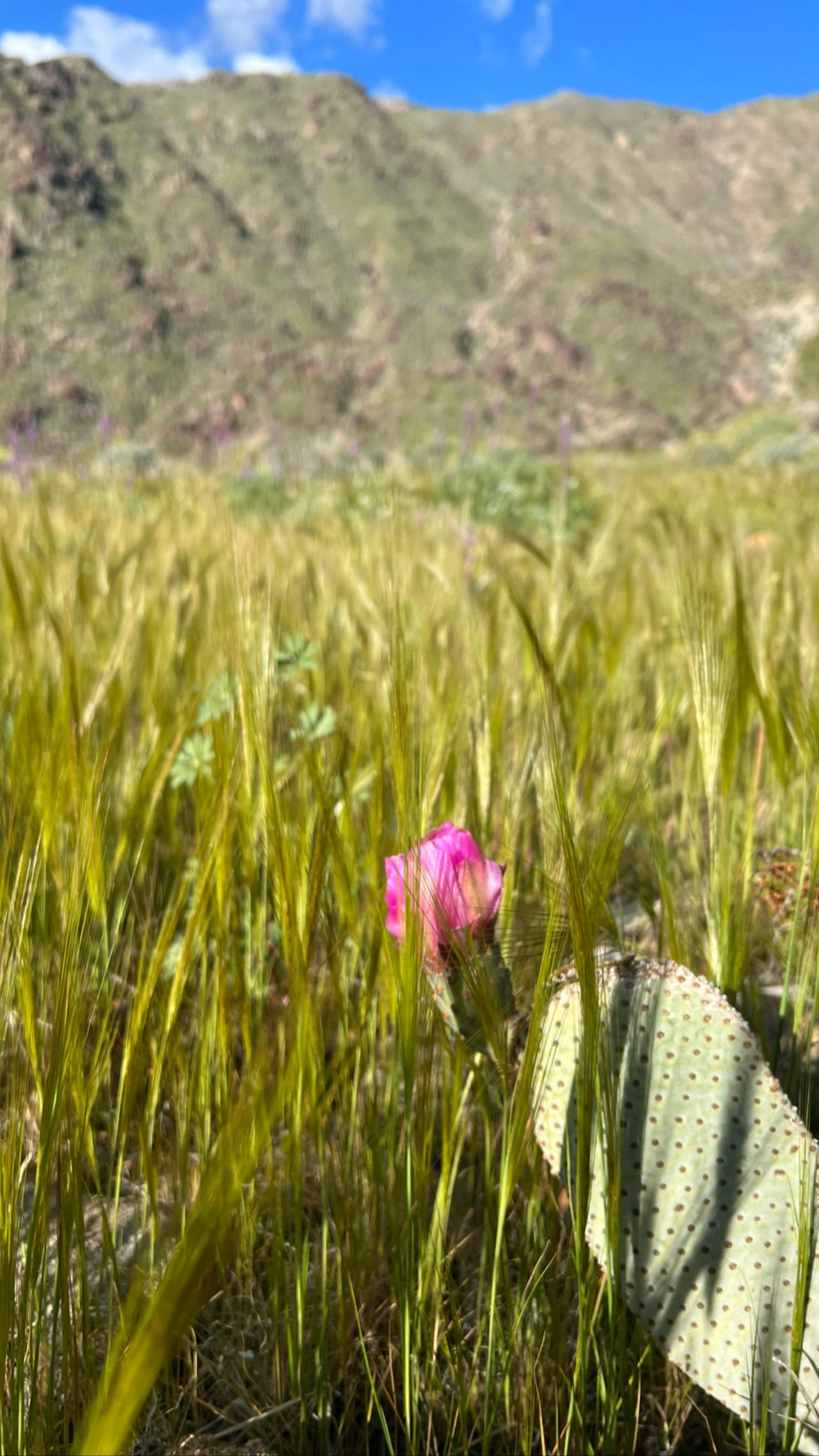 Cactus in bloom on the way to the dry falls. 