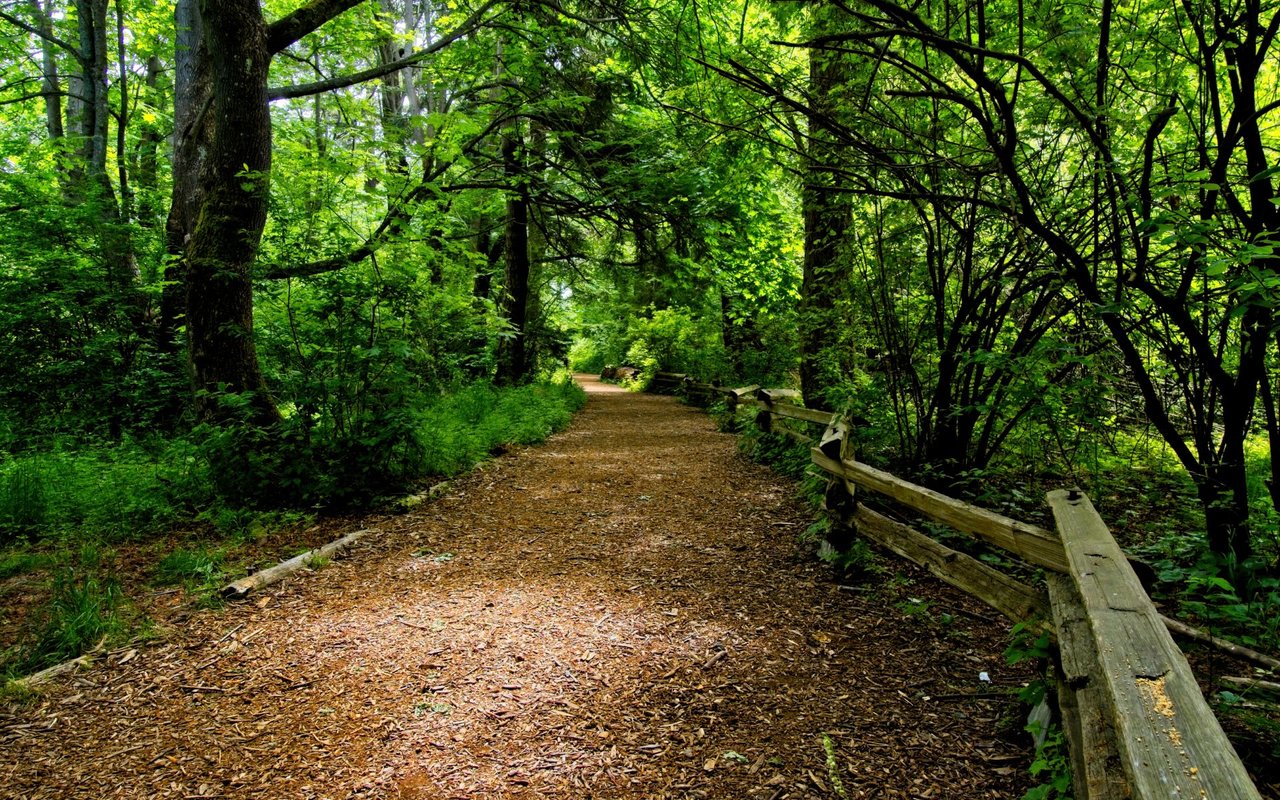 A wooden fence along a path in a forest with sunlight filtering through the leaves.