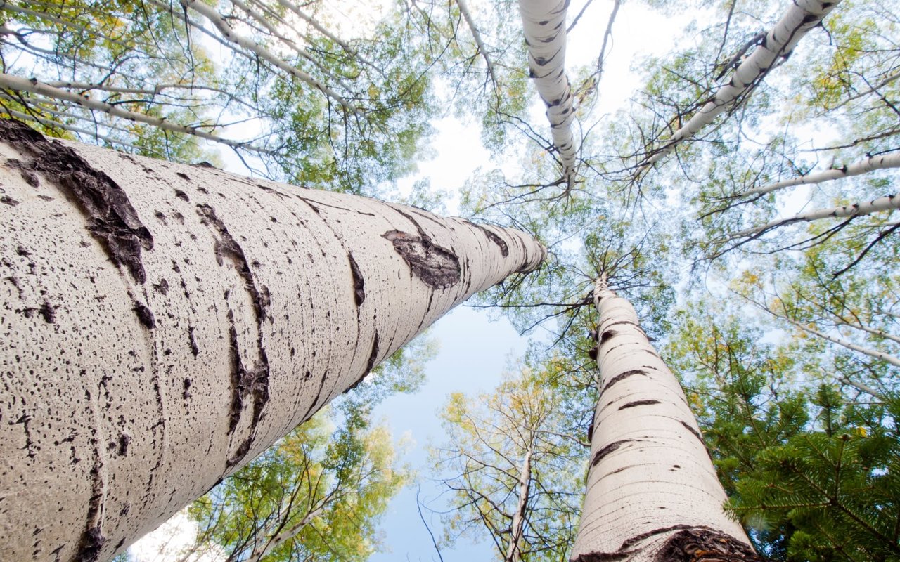 Ski Magazine – Best in the West 2018 Overall