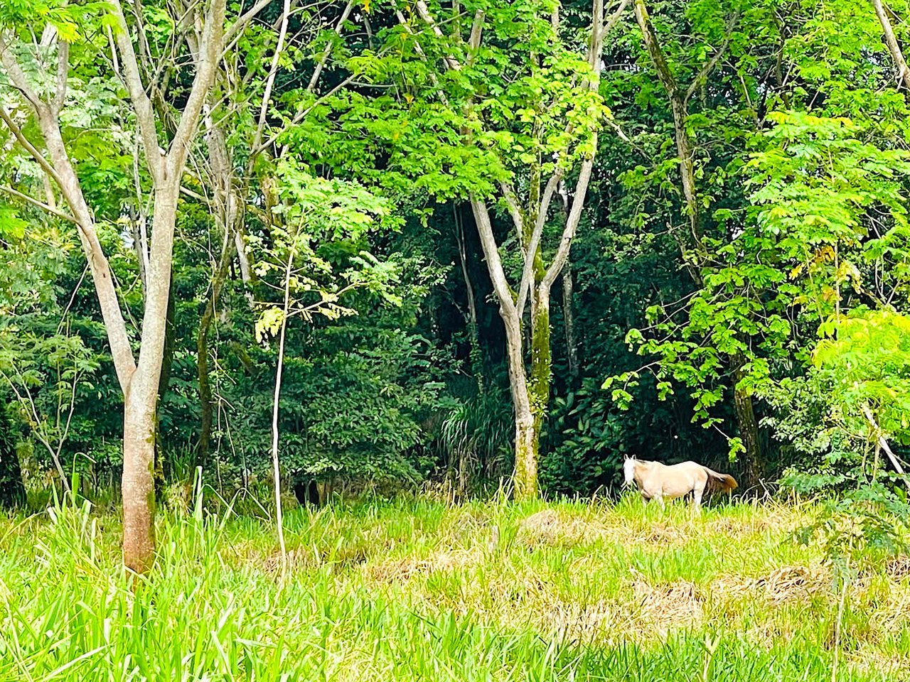 BEST DEVELOPMENT LAND DEAL IN UVITA – 10.67 Acres