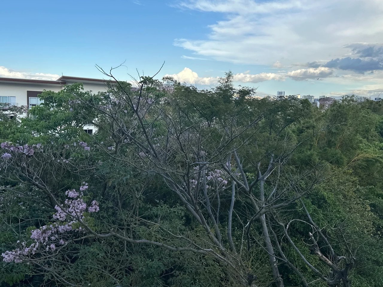Forest View Penthouse Condo, Escazu, San Jose