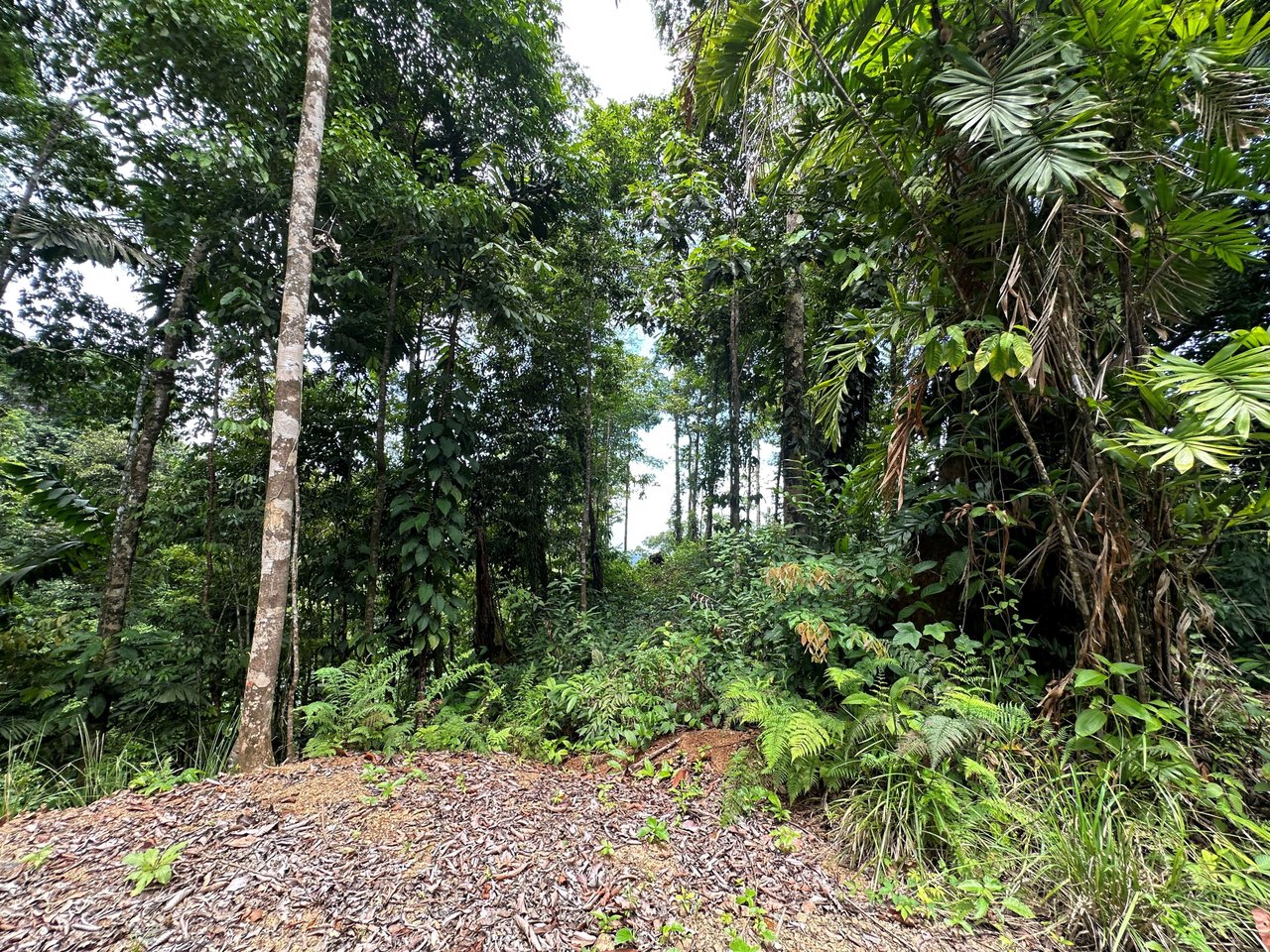 5.77 Acres With 4 Building Sites. Ocean Views, Rivers And Rainforest Abound In Cinco Ventanas! Ojochal 