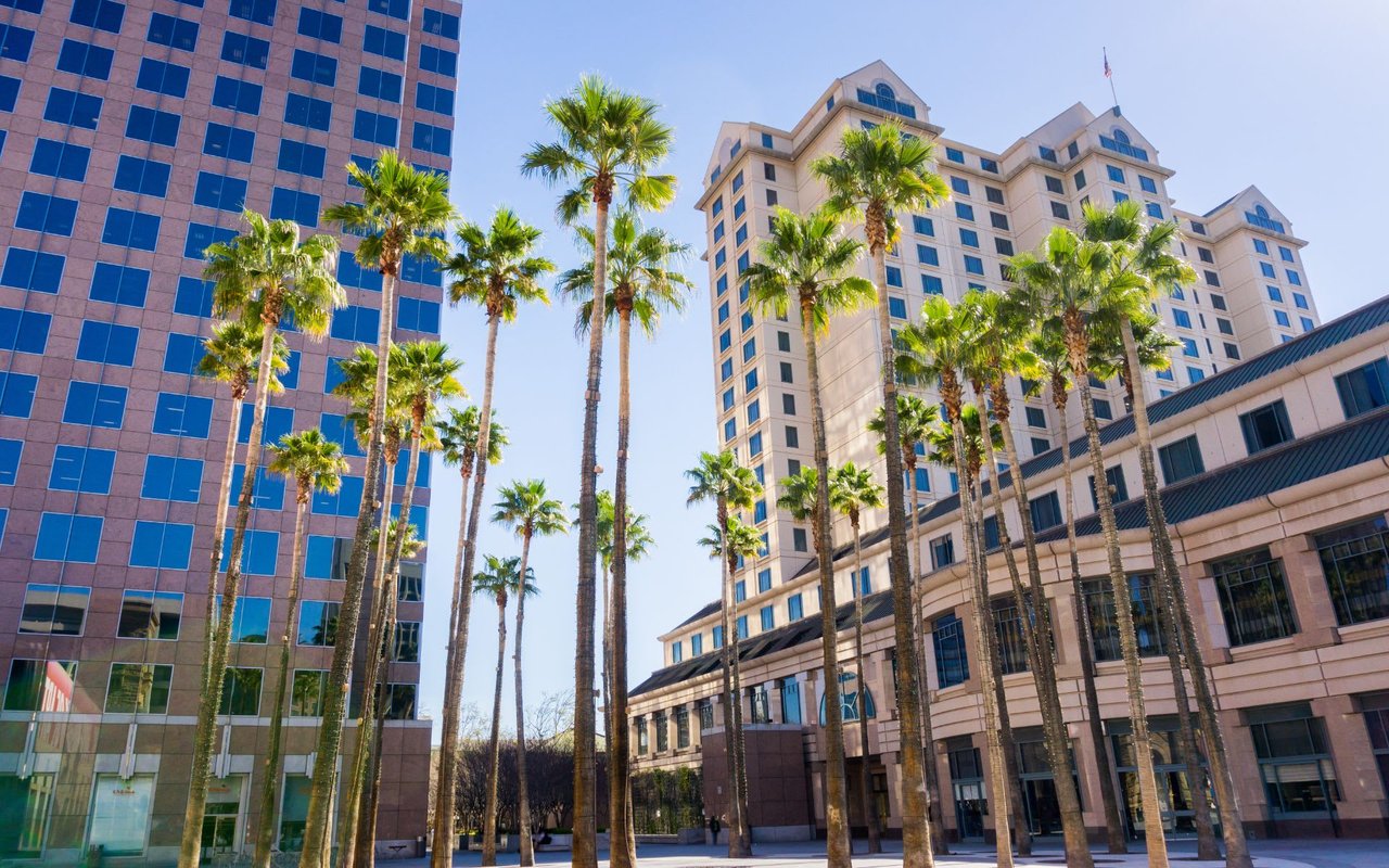  A street-level view of a city scene with tall buildings and numerous palm trees