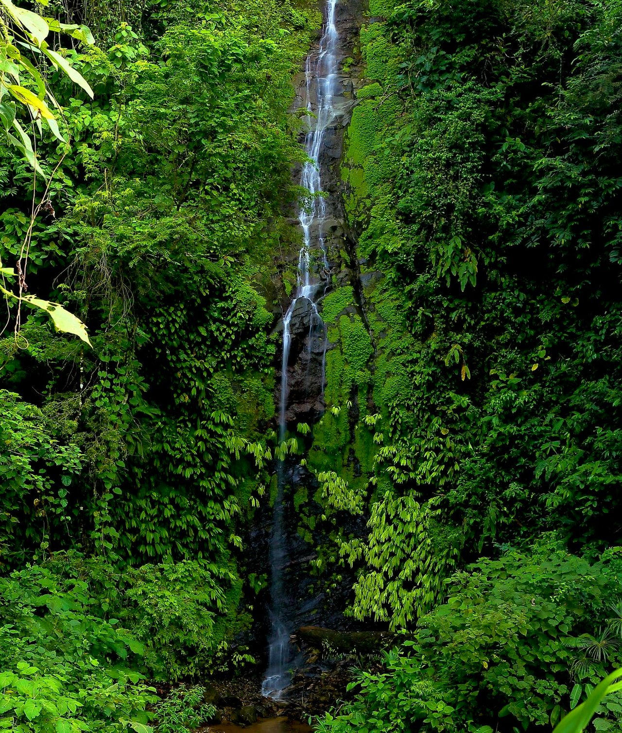 Wildlife•Wildlife •Wildlife, Tres Rios, Puntarenas