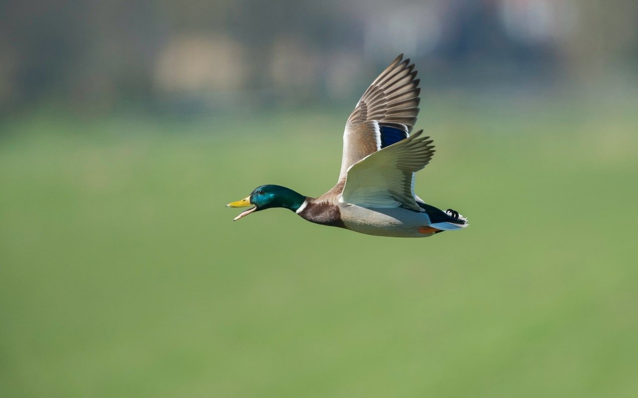 Duck Season NC