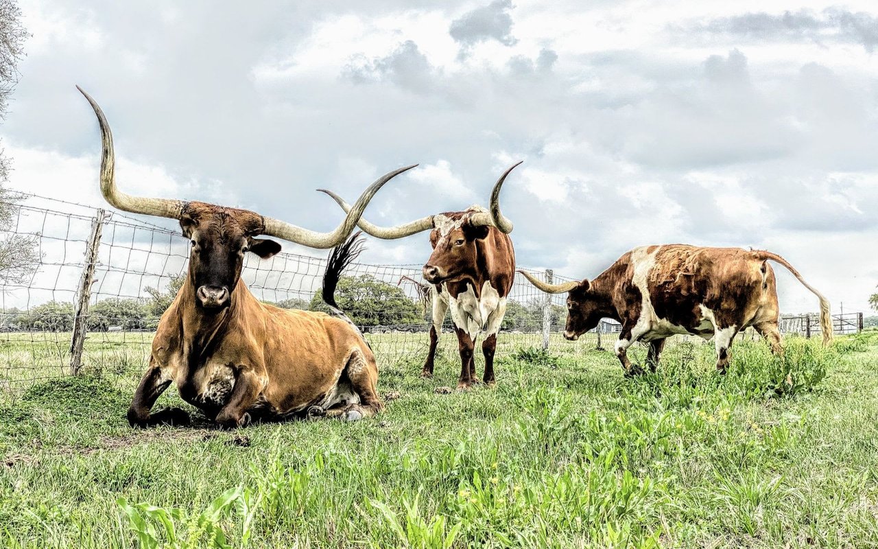 Longhorns in Downtown Denver? That’s right!