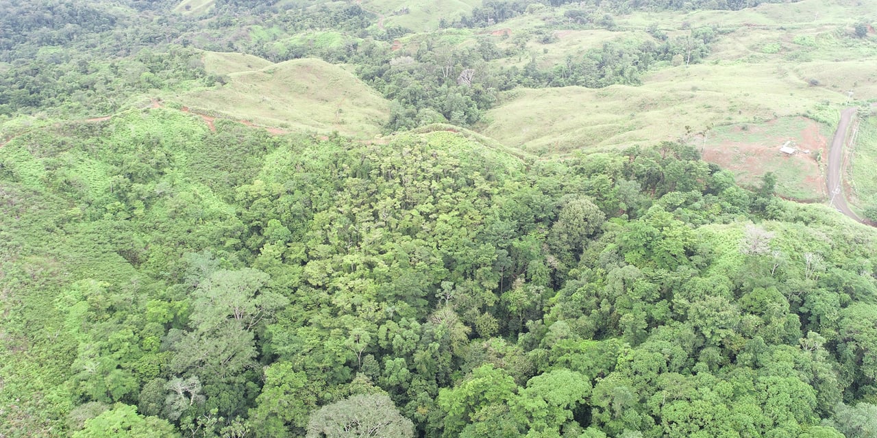 Rainforest Conservation Pasture Land, Osa, Puntarenas