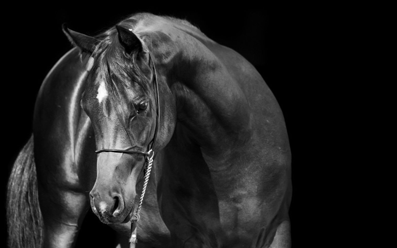 Scottsdale Arabian Horse Show Takes Place February 16-26 at West World