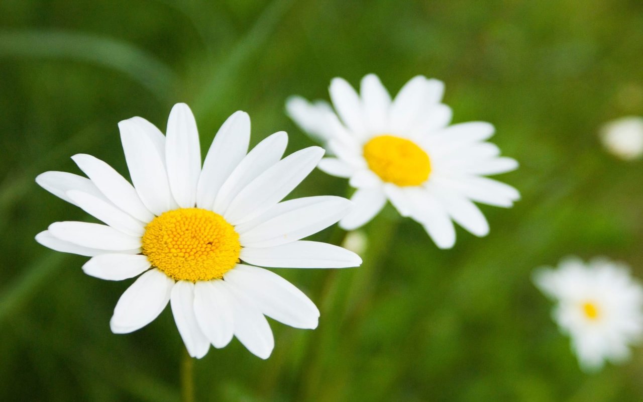 Daisy Days are the Best Days! | Daisy Days Festival 2019
