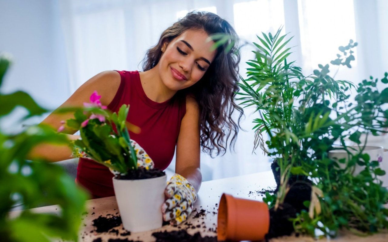 5 Tips for Keeping Healthy Houseplants