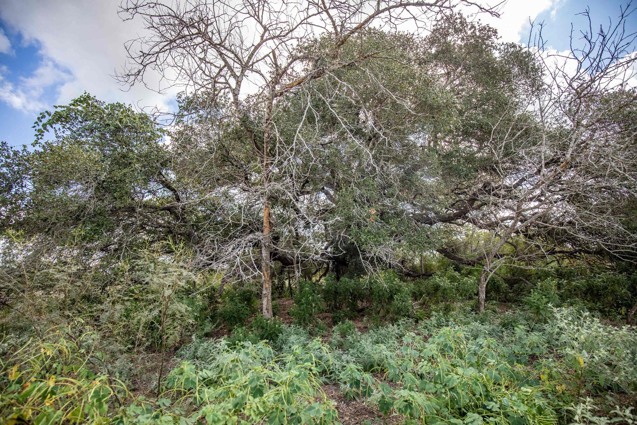 Lovers Lane River Ranch | 140± Acres | DeWitt County