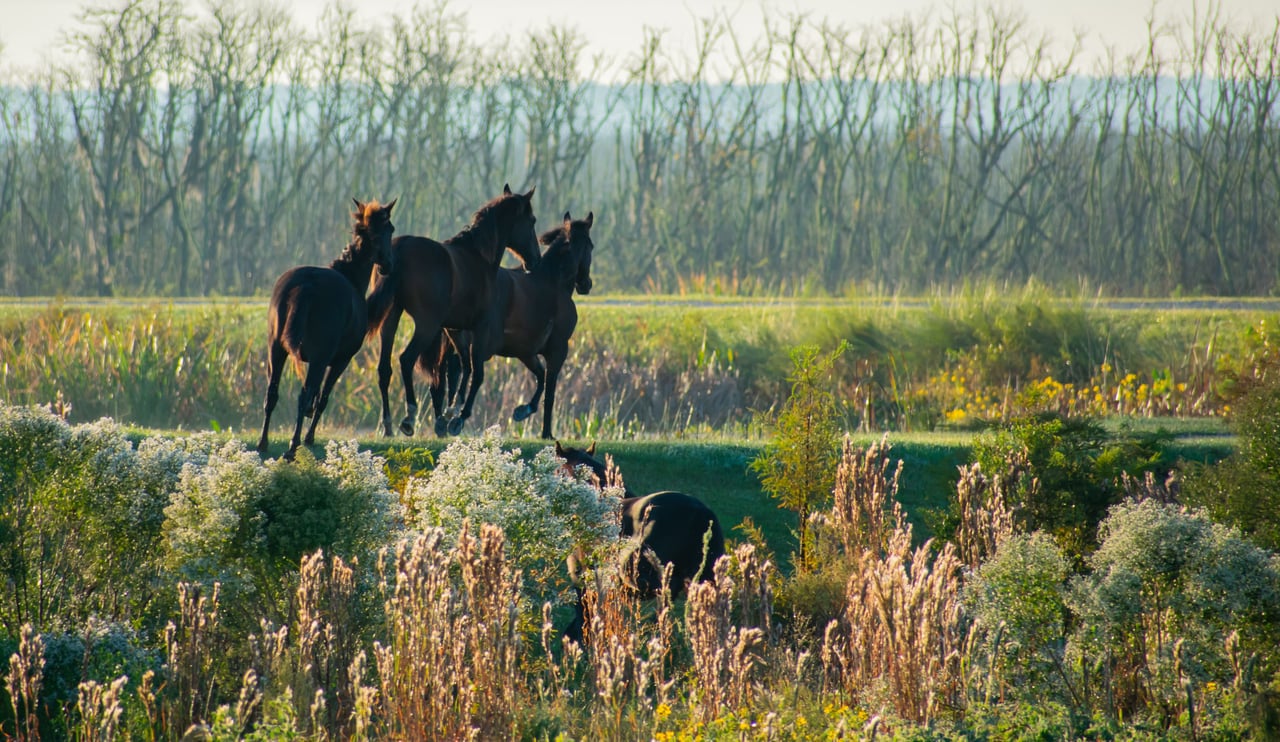 Loxahatchee