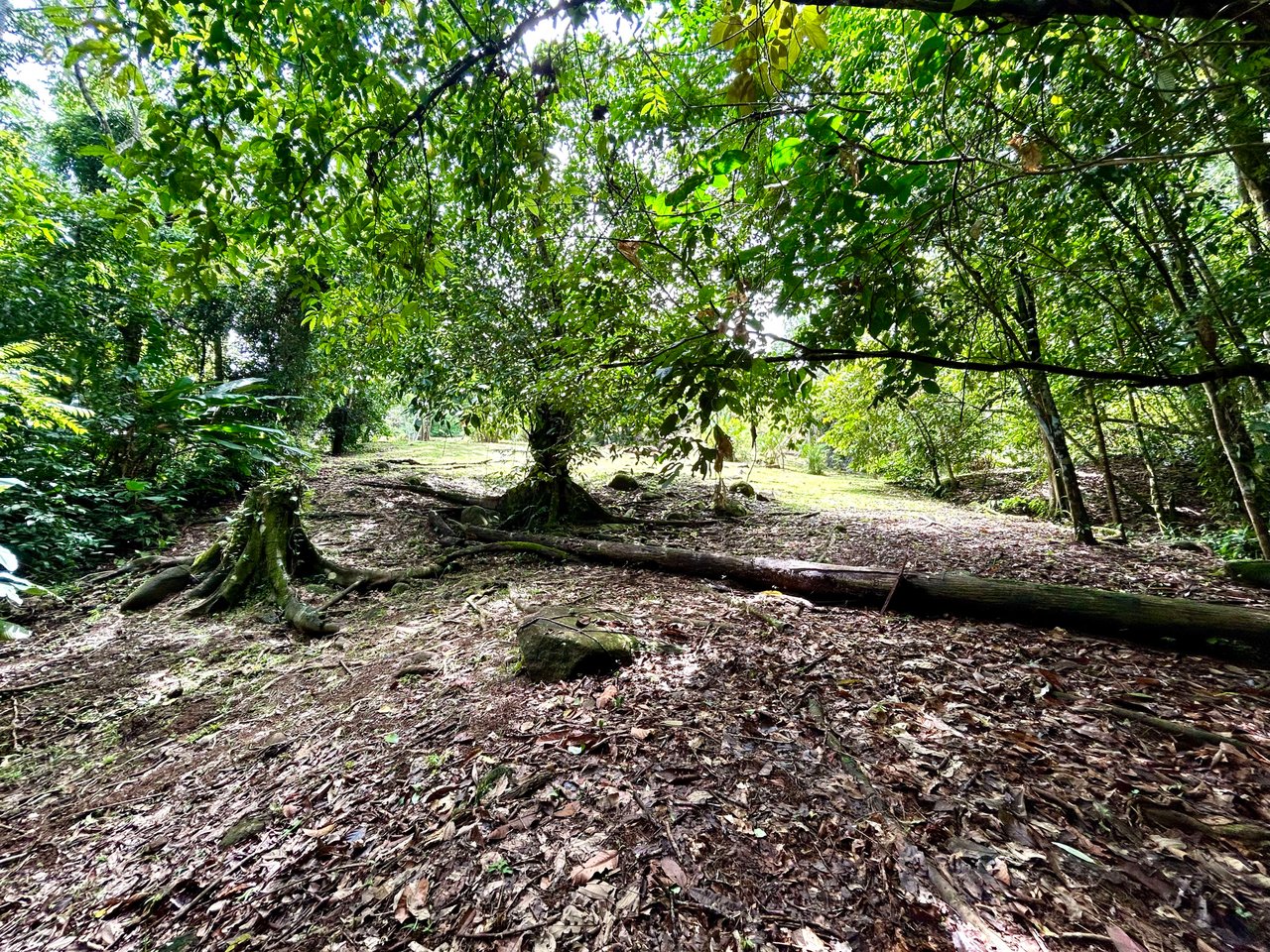 Secret Paradise Property in Altos de la Colonia
