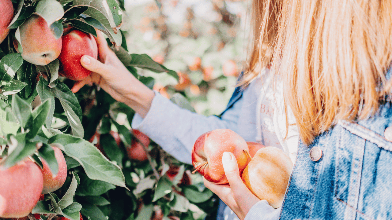 Pick, Sip, and Savor: Discover the DMV’s Apple Orchards