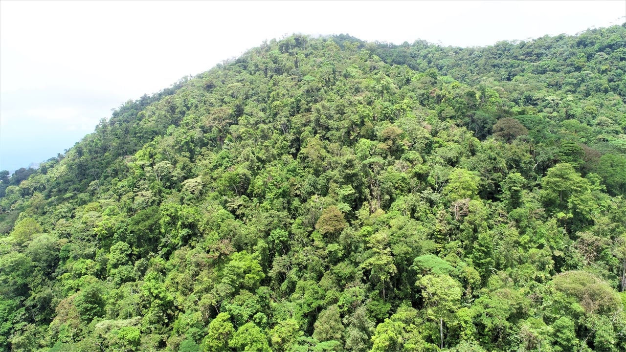Large Development Farm, Ojochal, Puntarenas