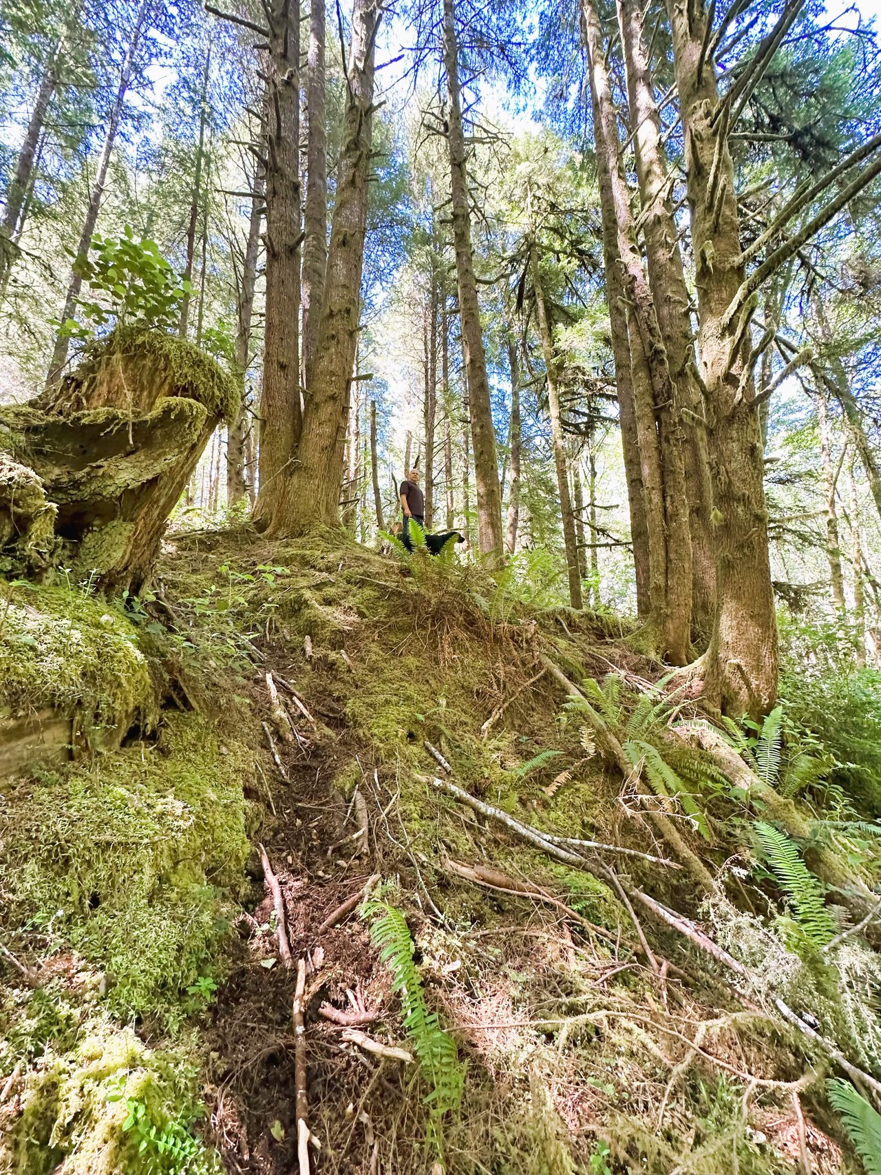 Yaquina Forest