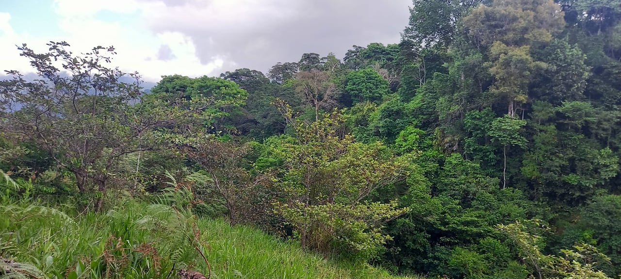 7.6 Acres Calle Camaron Platanillo