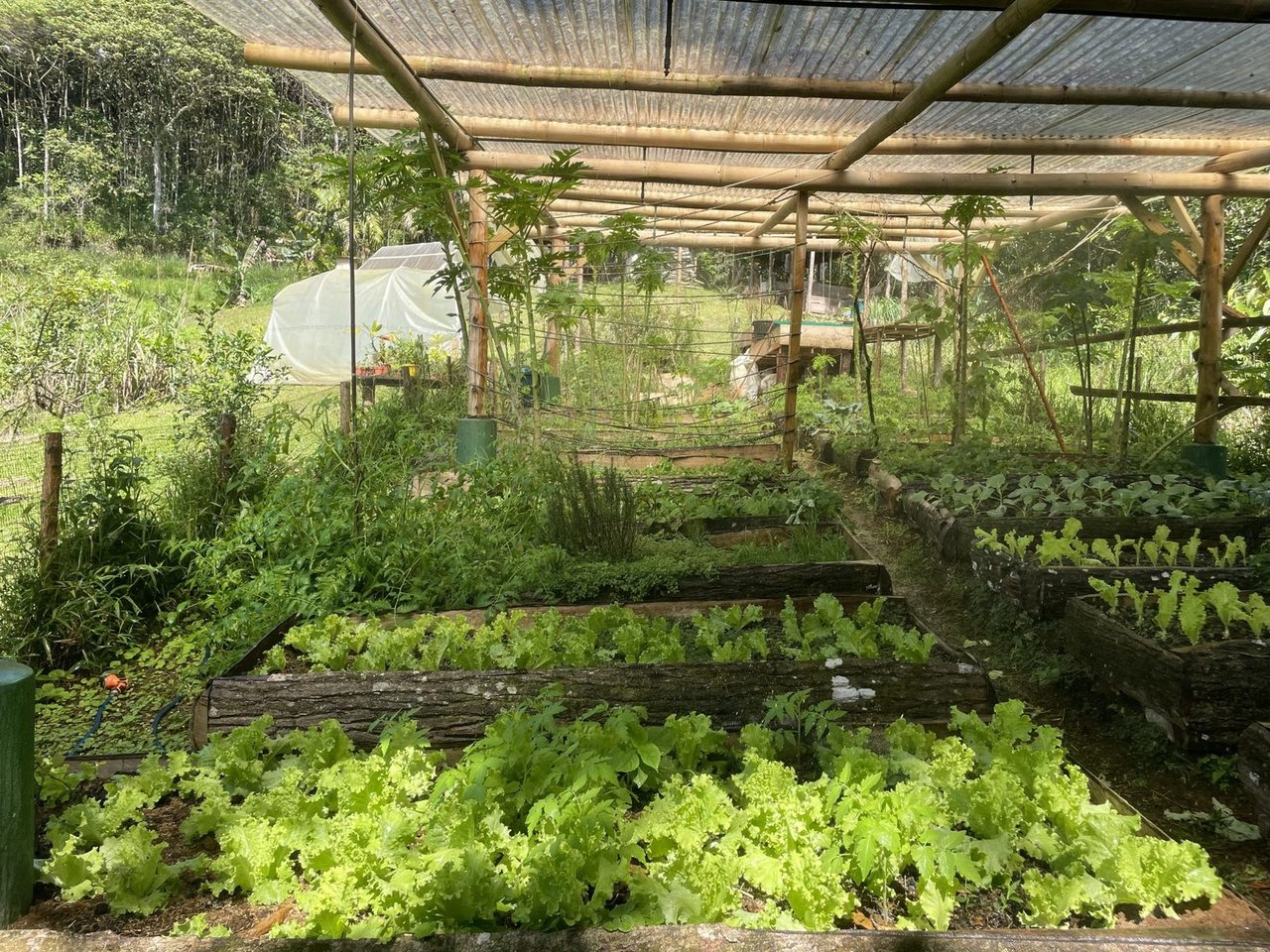 Riverfront Permaculture Farm, Perez Zeledon, San Jose