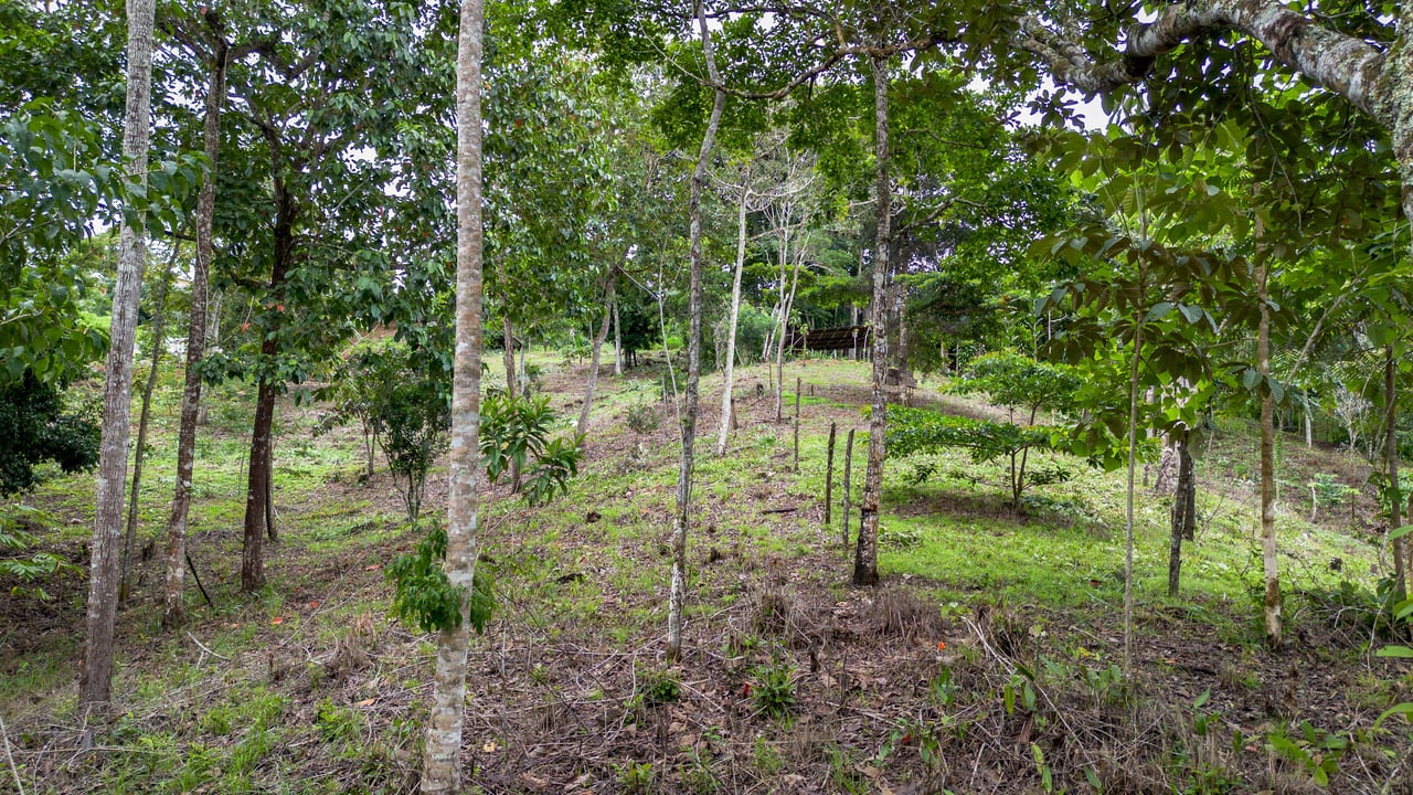  2.5 Acres of Fertile Land with Creek, Ready to Build