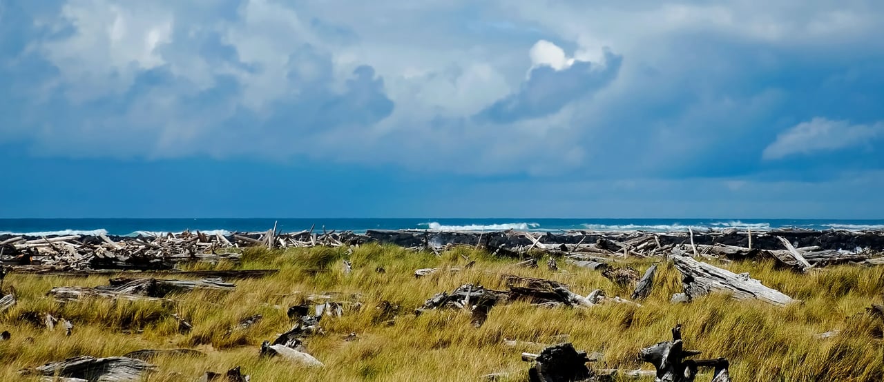 Nedonna Beach driftwood and dune grass overlooking a dark blue ocean