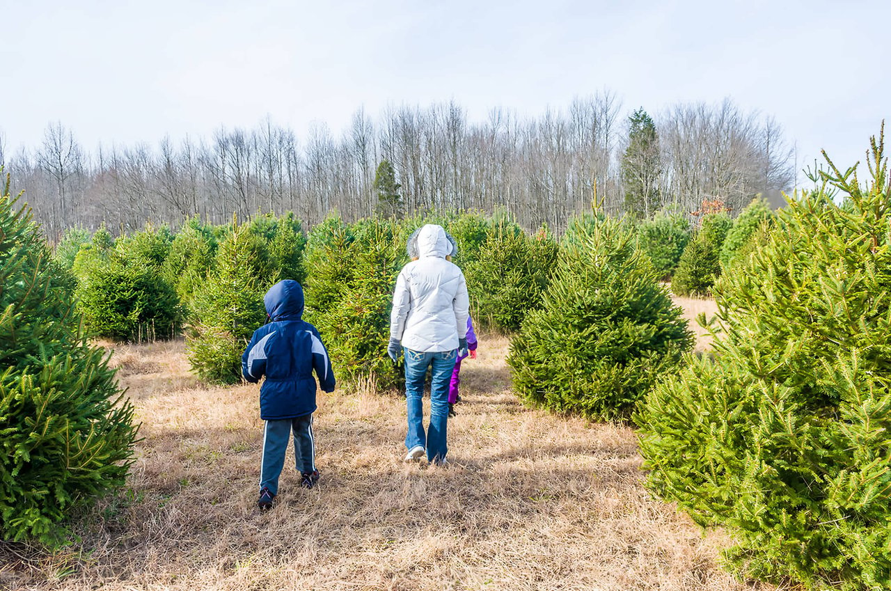 Top 10 Cut-Your-Own Christmas Tree Spots in NJ