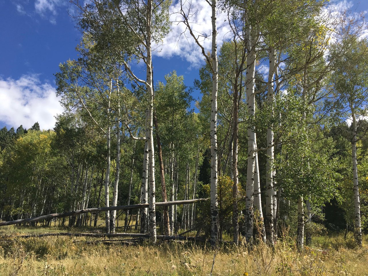 Southern Colorado Riverfront Mountain Ranch