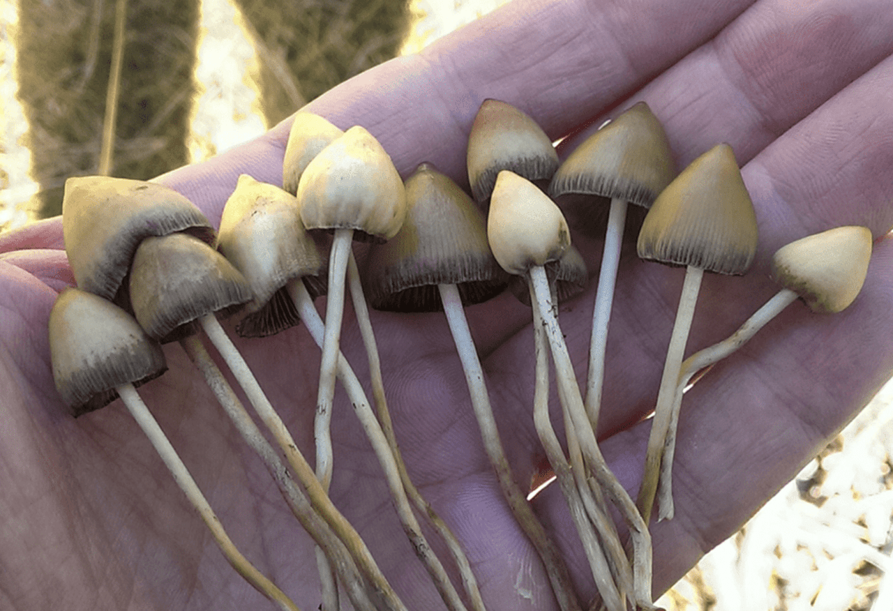 Is Psychedelic Skiing Coming To Aspen, Colorado, as the City Pushes to Decriminalize Plant Medicines?