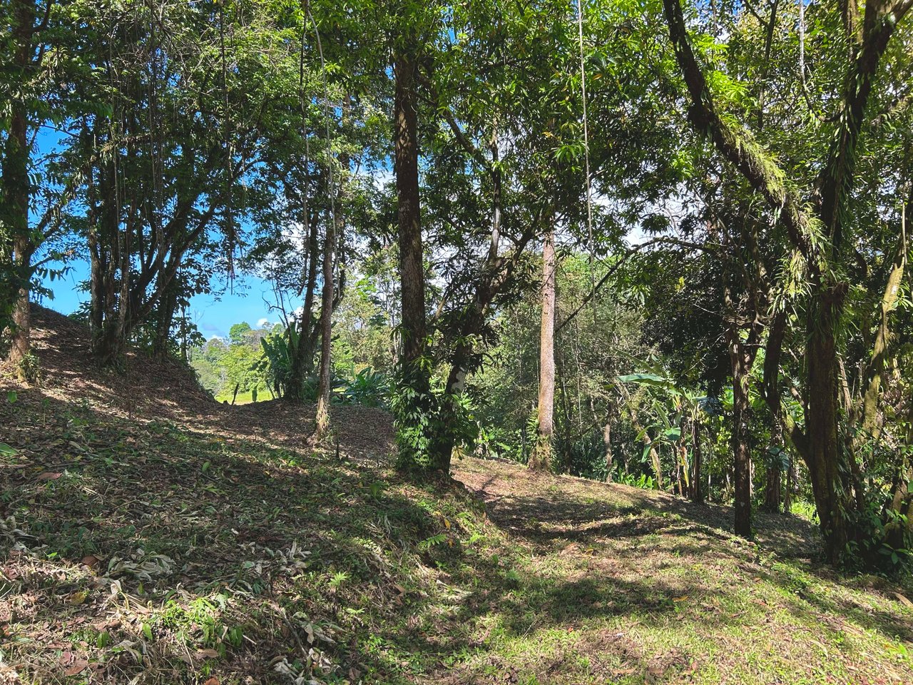 Gorgeous Property Above Playa Colonia, Forest Views