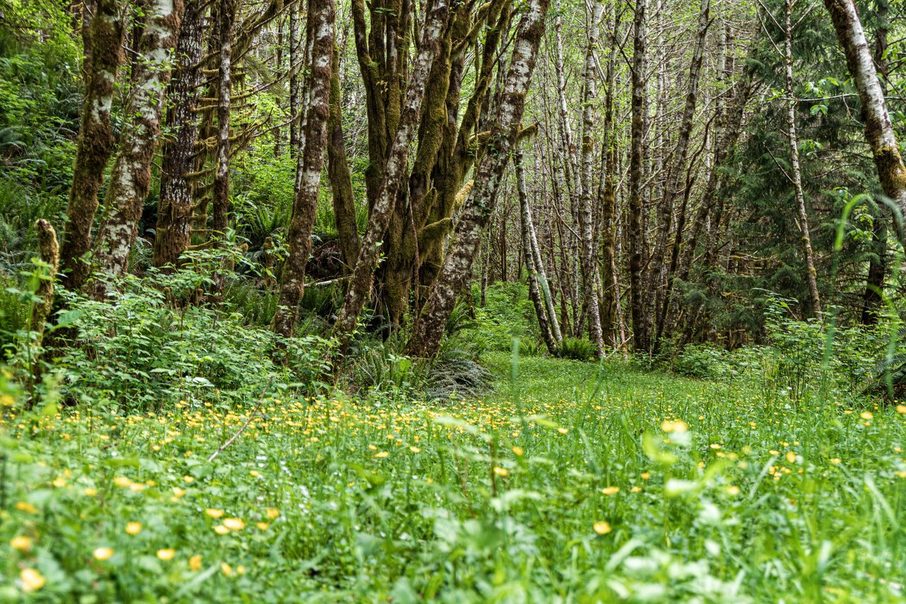 Three Rivers Conservation Project - Ensuring Roosevelt Elk Habitat