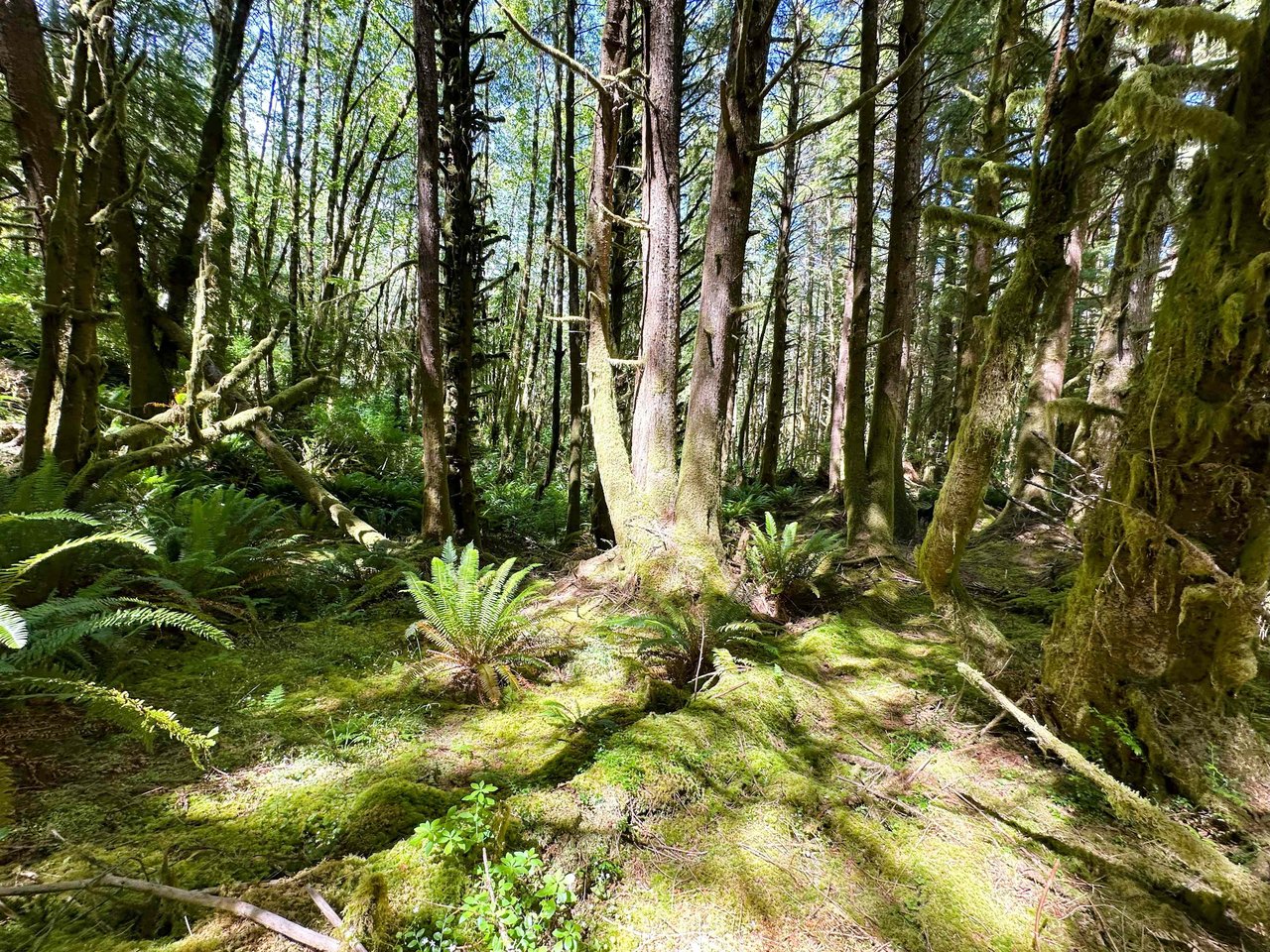 Yaquina Forest