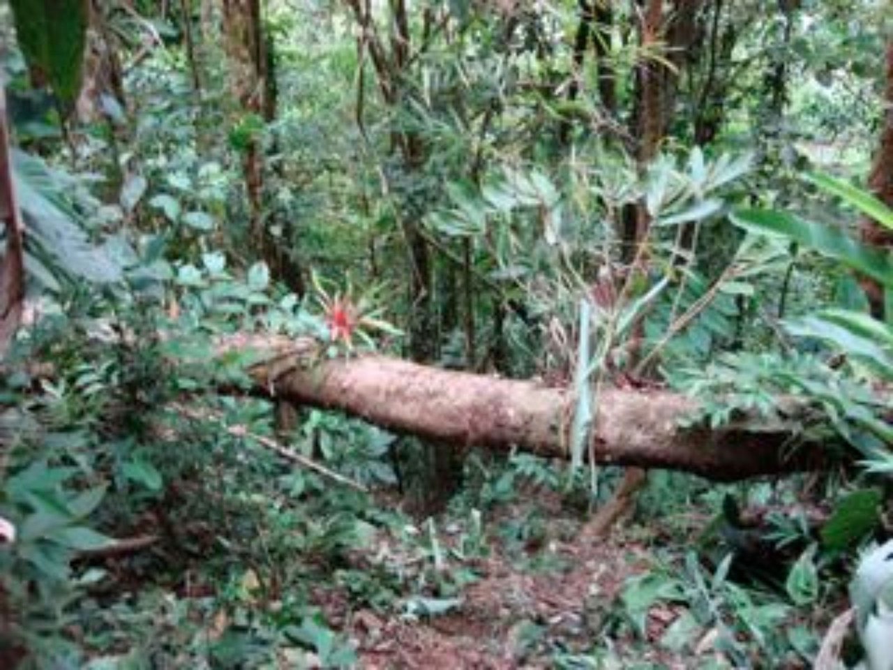 Ocean View Waterfall Land, Dominical, Puntarenas